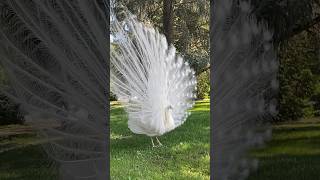 Paons en liberté au jardin Massey Ville de Tarbes Pyrénées #tarbes