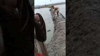 amazing net fishing video inriver #fishingvideo #fishing#fishinglife #fishingtips #catfish