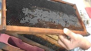 فحص نحل العسل  Hive inspection