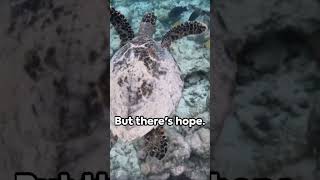 Hawksbill Sea Turtle: A Silent Journey 🐢🐢🐢🐢