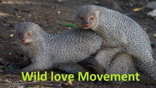 The Wildest Mongoose Mating Rituals #natureinaction #wildlifebehavior #nature #mongoose