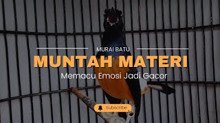 Murai Batu Gacoran Muntah Materi,Memacu Murai Naik Emosi Dan Bongkar Isian