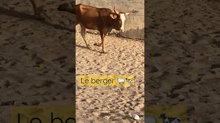 #senegal #berger #vache