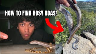 How to FIND Rosy Boas! - Herping California