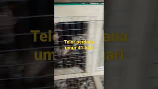 Prooolll... umur 41 hari telor puyuh perdana