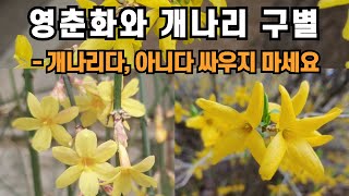 영춘화와 개나리 구별 - 개나리다, 아니다 싸우지 마세요