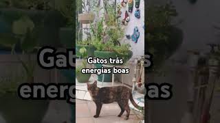 #viralvideo #gatosfofos #jesus #espiritualidade #energiasboas #amordegato #naturelovers #perfomace