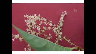 Nudosa japonesa-Fallopia japonica (polygonum cuspidatum)