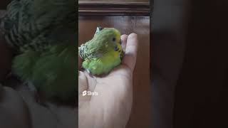 Lovely and Smart Parrot | amazing parrot