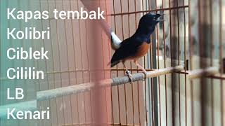 masteran burung murai #muraiisiancililin #muraiisiankenari #muraiisisankapastembak #muraiisianLB