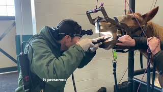 Diastema Endoscopy Procedure at Tennessee Equine Hospital