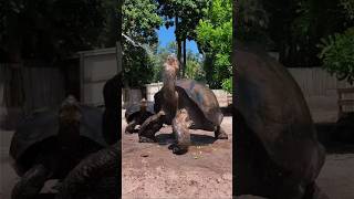 Centuries-Old Galapagos Tortoises Cooling Off in Waters 🌊🐢 #shorts