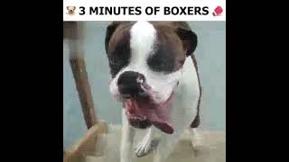 3 minutos de boxers