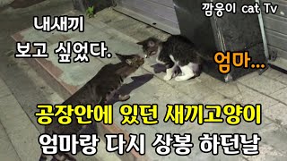 공장안에 있던 새끼고양이 어미랑 상봉 하던날 엄마를 몰라보고 털을 세우는 새끼고양이