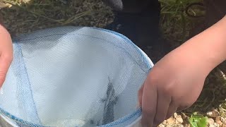 Catching An Alligator Lizard! Tried To Bite Me!