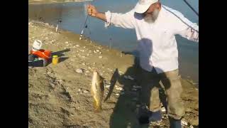 #carp #fishing #camp  sazan avı kampımız **  #Çamlıdere **