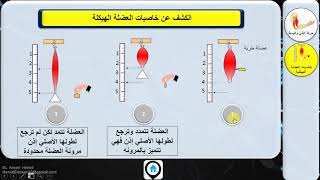 الجهاز العضلي || 2- خاصيات العضلة الهيكلية (الاهتياجية -القلوصية -المرونة )