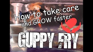 HOW TO TAKE CARE OF YOUR GUPPY FRY (How to take care and GROW faster of your guppy fry) EPISODE 3