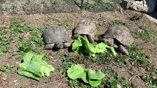 Testudo hermanni eating