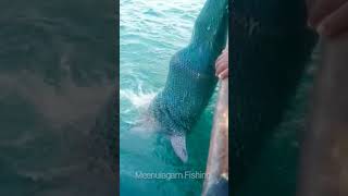 Whale Shark!!!