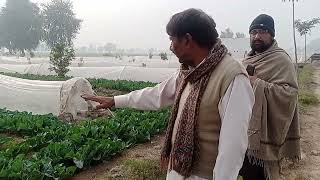 Aj ka visit Rana Naimat Zrae Farm# Multi Crop  ajkal ke zarorat#Desi Log#