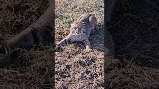 ol Tom bobcat just wanting to be petted #lonebowhunter™️