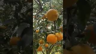 Orange tree