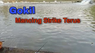 GOKIL!!! Mancing Pesta Strike