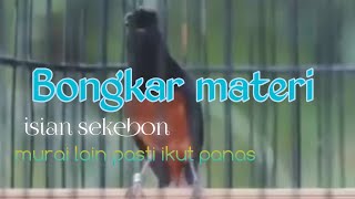 Burung murai batu bongkar materi isian sekebon