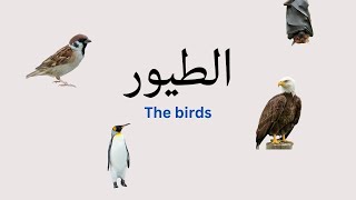 Birds in Arabic (Levantine dialect)