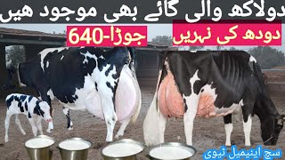 03466152628| record milking cow of the world |  Australia friesian cow | Australia cow | #cow