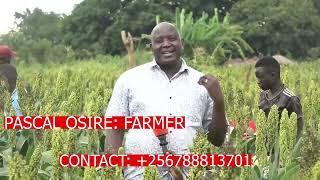 Sorghum Farming: Pascal Osire from Uganda