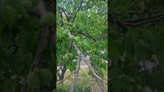 almond tree#badam ka drakht#short #vedio #virel#