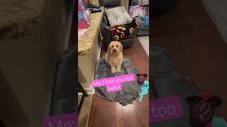 Doodle Doggie Tales- Part 68 “Mama Loves Me Best Brother” #shortvideo #shortsfeed #dogs #shorts