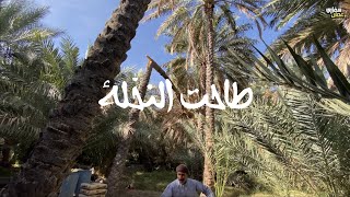 طاحت النخله | فيديو للذكريات