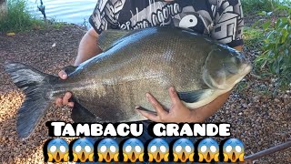 Tilapinha de isca e peguei esse monstro 🐟🎣 Tambacu #pesca #tambacu #tambaqui