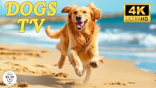 DOG TV | Anti-Anxiety Music for Dogs: Soothing Separation Anxiety with Calming Dog Music