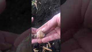 Plant Garlic this Fall! #gardening