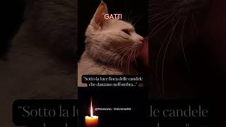 Sotto la luce fioca delle candele che danzano nell'ombra #gatto #animali #aforismi #frasedelgiorno