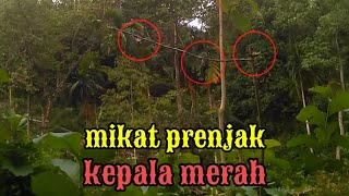 SERUNYA MIKAT BURUNG PRENJAK KEPALA MERAH