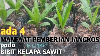 Manfaat jangkos pada pembibitan kelapa sawit