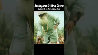 @Sadhguru with a King Cobra | Nag Panchami Special | Sadhguru #shorts