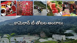 Cameron Highlands PROMO స్ట్రాబెర్రీ ఫామ్స్, నైట్ మార్కెట్, తాజా పండ్లు, బోహ్ టీ || #malaysia