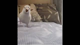 Funny And Smart Parrots #shorts #talkingparrot