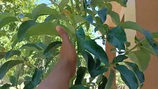 Bibit Alpukat Aligator 2meter Cepat Berbuah.#tipsberkebun #petanimuda #avocado #fruit #viral