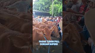 PASAR TUBAN HARGA MURAH ‼️ Hujan turun #sapi #pasarsapi #pasarsapituban #pasarsapijawatimur