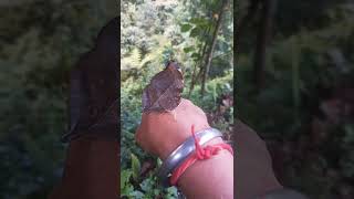 I and butterfly #sikkim #butterfly #jungle #Wethetimetravellers