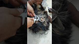 closed castration in male goat using burdizo