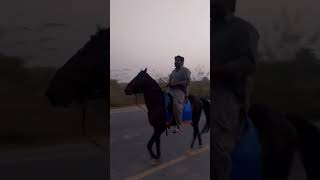 horse riding full sped #shorts #youtubeshorts #horse racing #گھوڑ# گھوڑ سواری