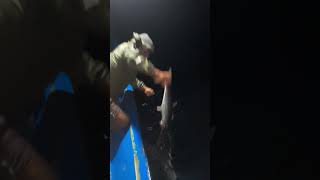 king fish catching video #fishingtamil #pymeenavan #fishingtamil #livefishing #ytshorts #trending